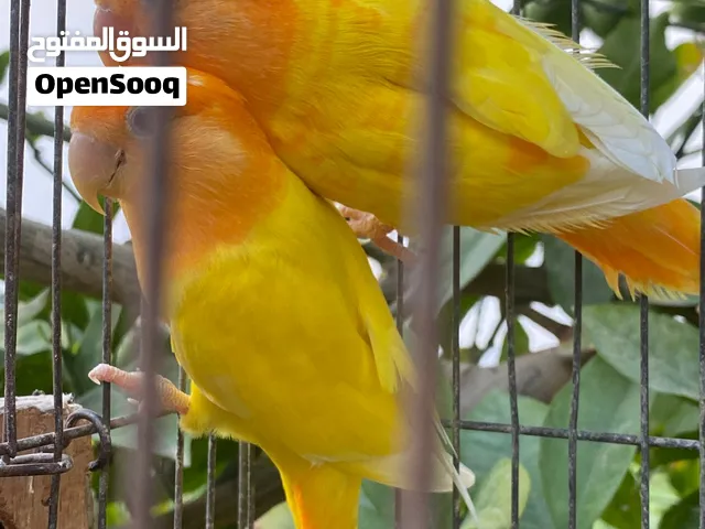 بسم الله مشاء الله الي ناوي يربي ويبدأ علي حاجة صح كوبيا أوبلاين لفة اورنج حجم جامبو مصوقرة مرتين