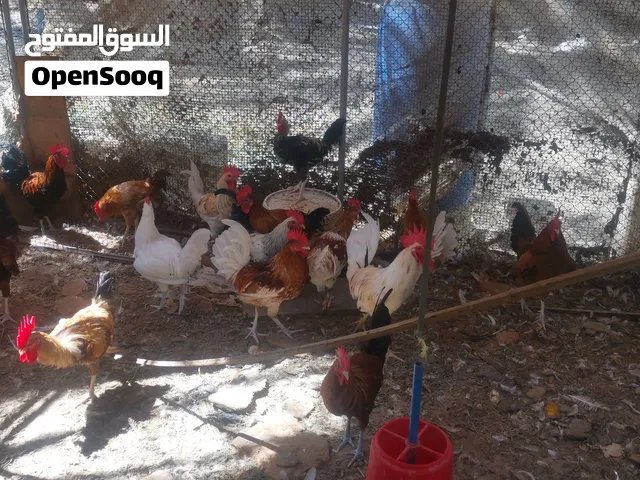 دجاج عمانية (ديكة) لاحمة للبيع