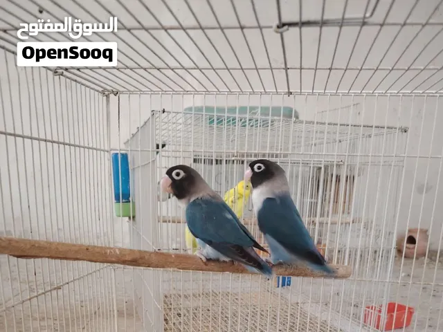 كوبية فيشر