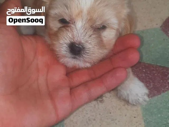 للبيع جراو مالتيبو الام ملتيز و الاب بودل العمر شهرين لعوبين كثير