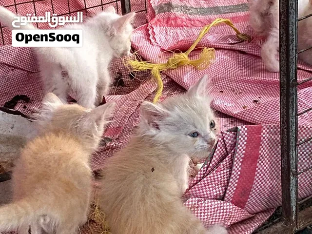 قطط شيرازيه