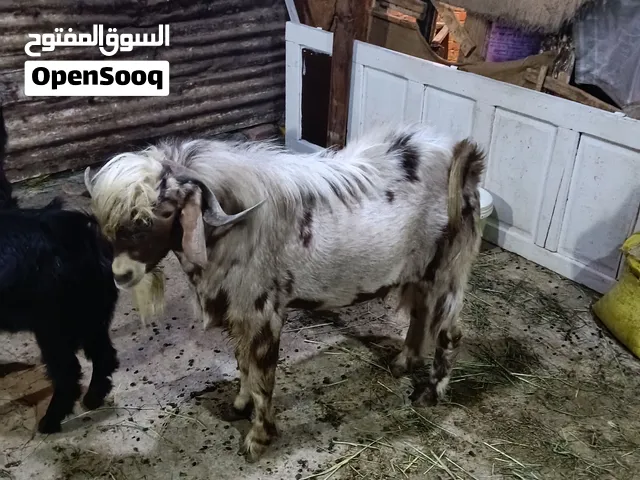 جدي ما شاء الله تبارك الرحمن مشروع طلوقه  او عقيقه