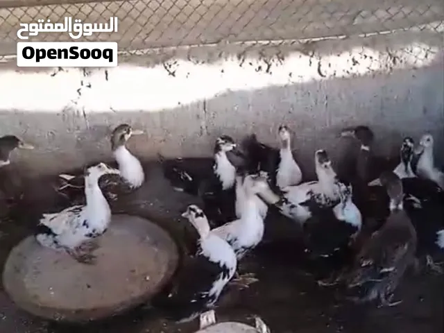 بط مصري كبير