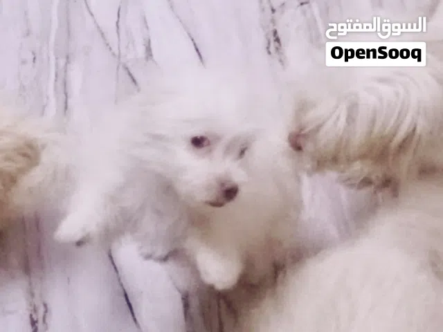 كلاب تيرير فرنسي قصير القامه لبيع او مراوس باي شئ عندك