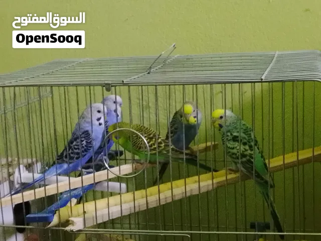مطير حب الوان وأنواع مختلفة حبات بالصلاة على النبي