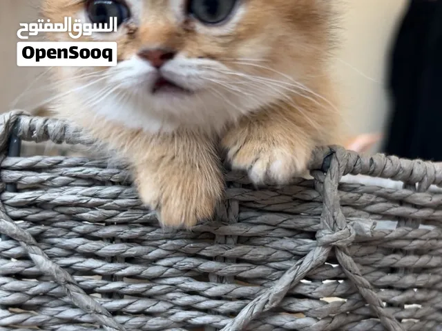 سكوتش فولد مانجكن بيور ( Munchkin Scottish Fold) )4500 Dhr