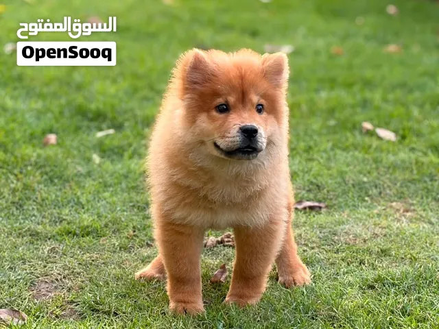 Chow chow is ready to make your life amazing!