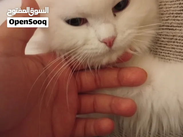 قطة سكوتش فولد للبيع ب500