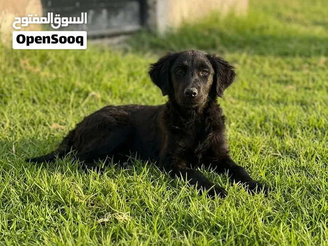 للبيع بلاك رتريفير بيور انثى العمر 4 شهور اليفه مع الاطفال.