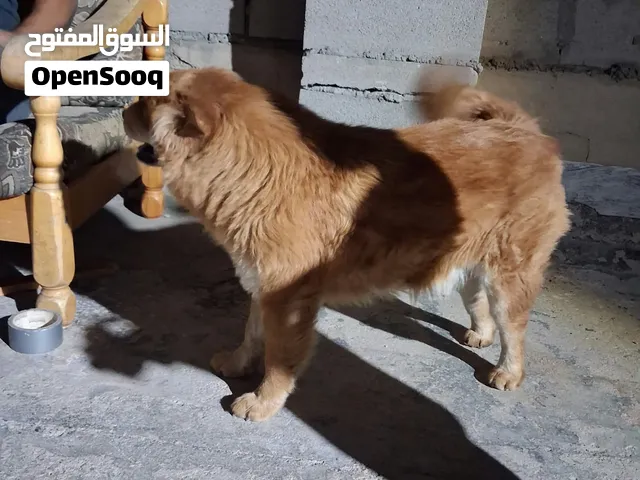 لعشاق الفخامه والتميز متوافر انثى تشاو تشاو دبدوبه عنرها سنه وست  شهور احتمال معشره مأخذه جميع المطا