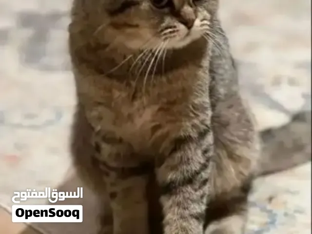 قط ذكر هيمالايا سكوتش تريبل فولد للتزاوج
