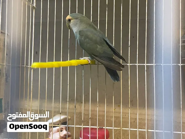 غندور اخضر. وذيله ازرق. ذكر
