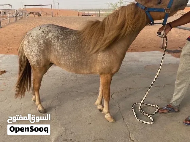بوني للبيع