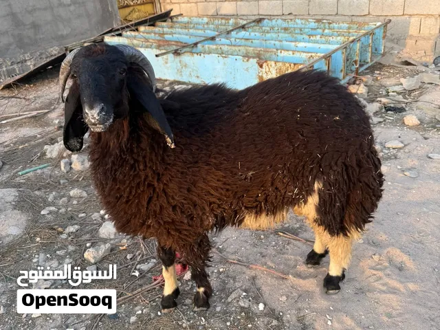 خروف كامل مواصفات كريشي وزن40كيلو