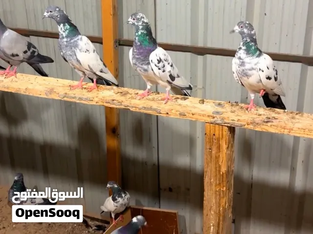 للبيع حمام لاحم فرنسي العدد 19 + حمام بكستاني ولوت ومشكلين الاكثر بكستاني العدد 29 العدد الاجمالي 48