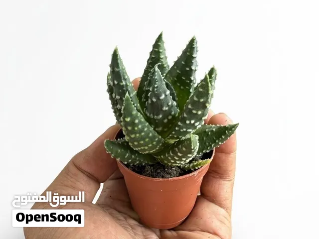 Holland Imported Live Haworthia Zebra Succulent in Nursery Pot (5cm)
