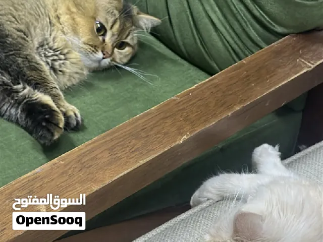 قطه صغيره العمر شهرين
