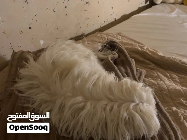 كلبين ترير واحد عمره 11 شهر والثاني سنتين الكبير ملقح كل اللقاحات الصغير بس لقاح واحد يعيشون بالبيت