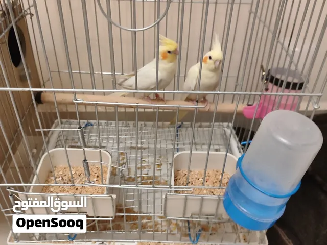 جوز كوكتيل لاتينو