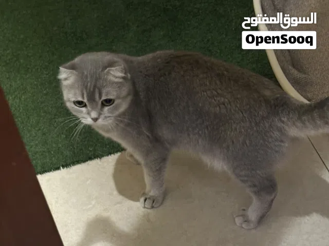 للبيع أنثى العمر سنتين