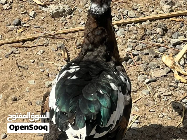 بط للبيع مصريات