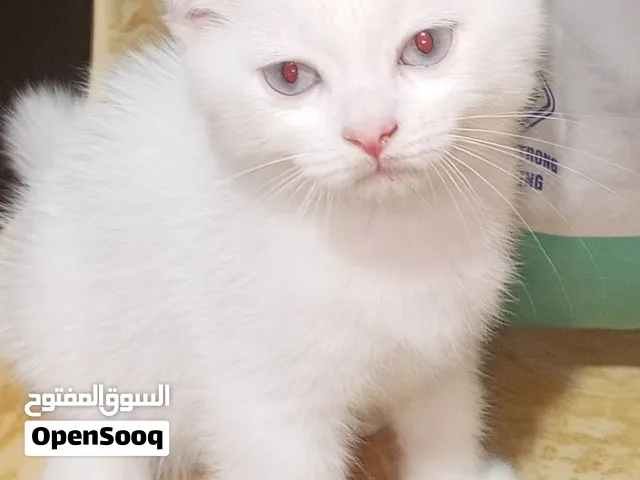 للبيع سكوتش فولد