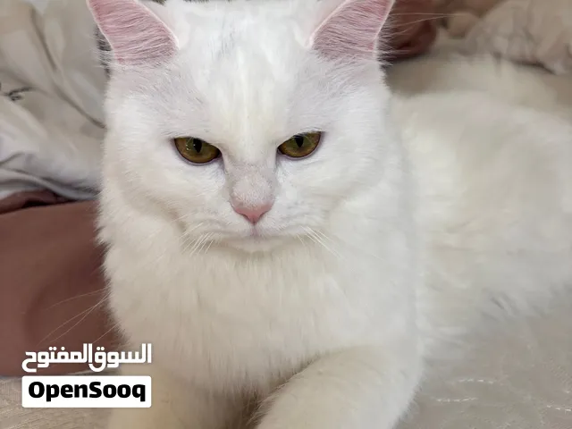 قطة أنثى للبيع مع كامل الأغراض