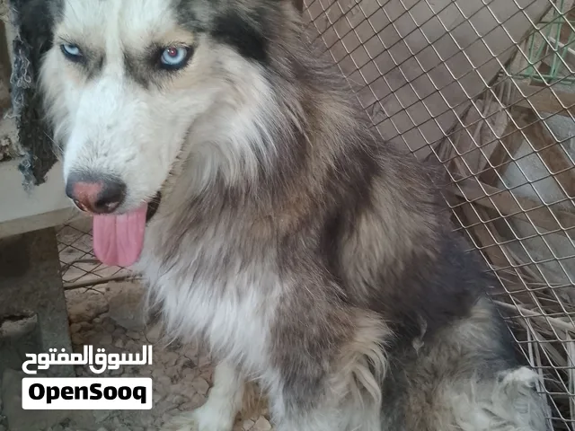 هاسكي مالموت سيبري