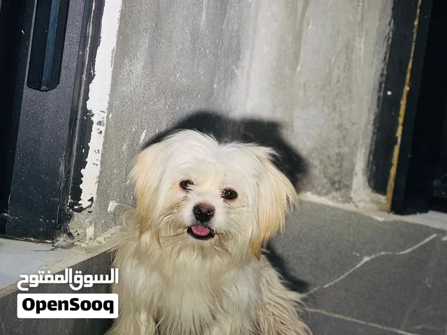 السلام عليكم كلب زينه للبيع مستعجل عله بيعته