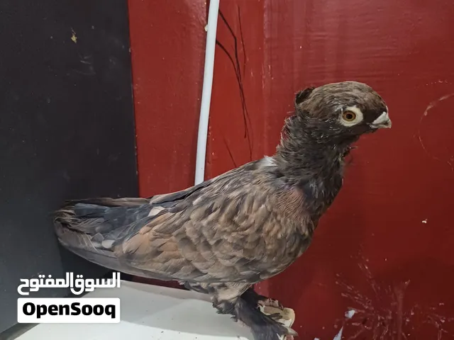 حمام زينه للبيع
