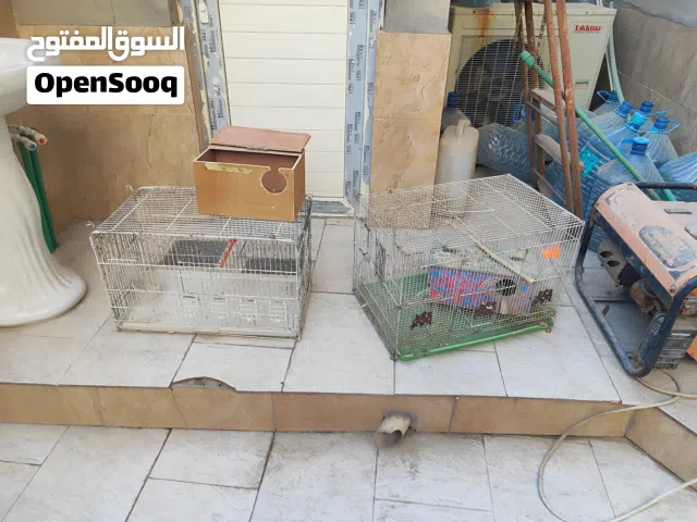 سلام عليكم قفص للبيع مع بوكسات طيور ابو لخصيب بصره