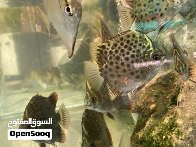 اسماك و نباتات احواض - fish and plants aqua