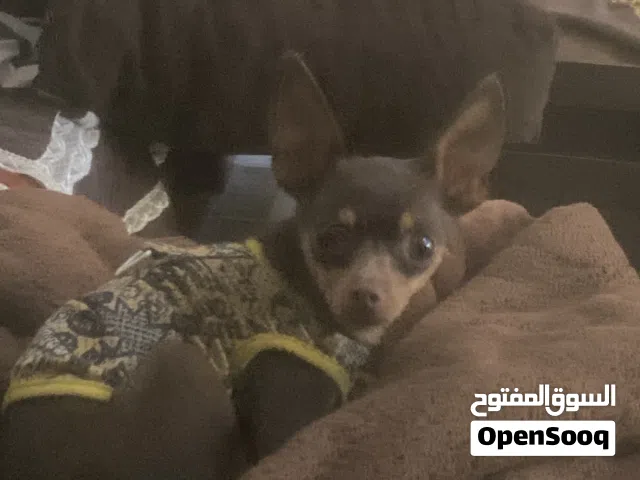 كلب تشيواوا