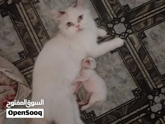الام شيرازي والاب سيامي