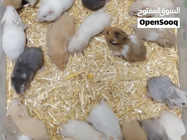 هامستر سوري مع أقفاص أنواع مختلفة
