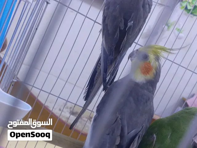 زوج طيور كوكتيل