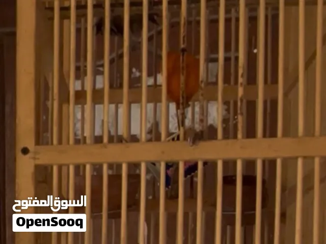بلبل نثيه فول الافه