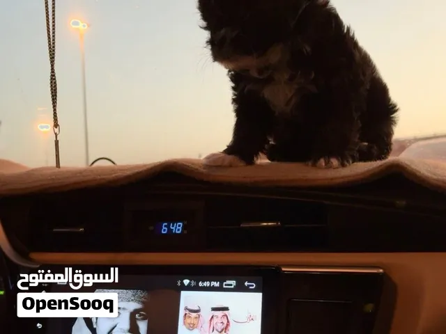 كلب شيتزو لعوب و لطيف مع الأطفال