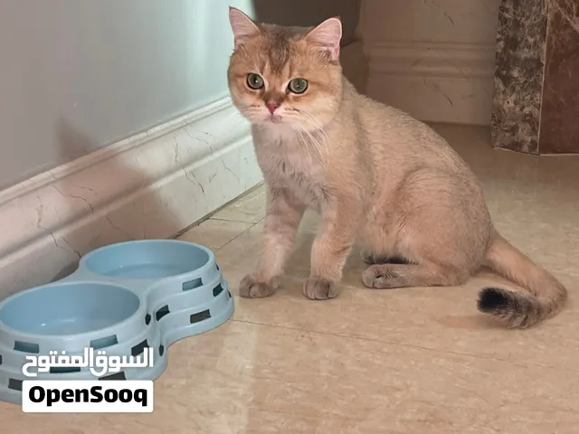 بريتيش شورت هير غير معقم ذكر