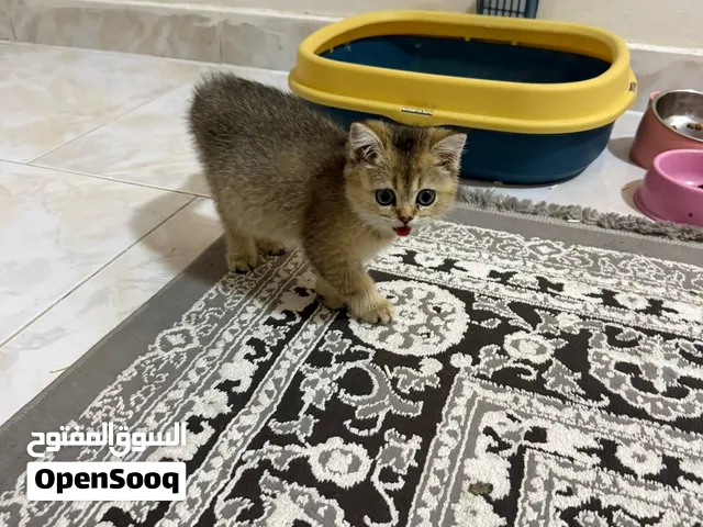 British Shorthair Golden Chinchilla