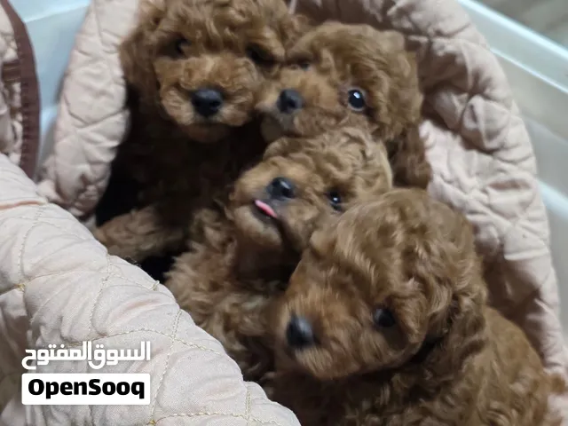 toy poodle red brown