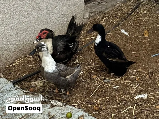 بط للبيع منتج
