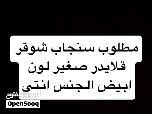 مطلوب شوقر قلايدر ابيض صغير