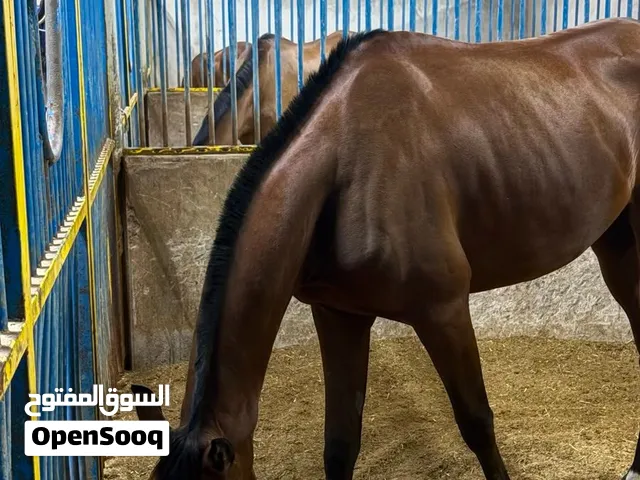 خيل جواز اتحاد عمره فالجواز 2 سنه و بالحقيقه 4 خيل شرط ماخذ كل التطاعيم و معسوف عسف قدره خيل شرط