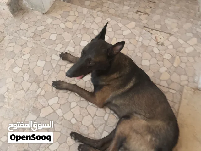 كلاب مالينوا دراجه