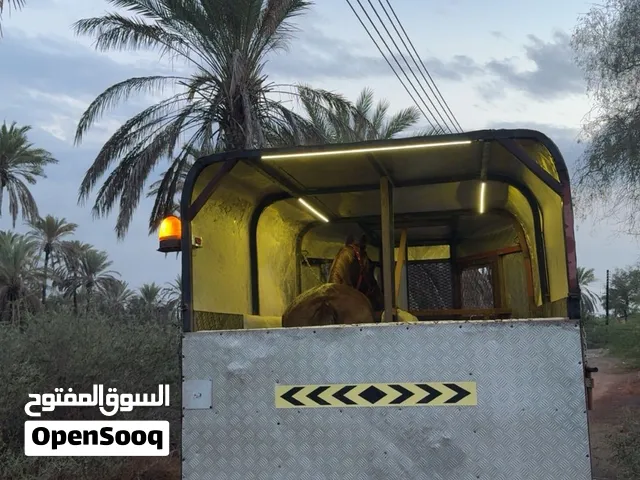 نقل للخيول على مدار 24 ساعة