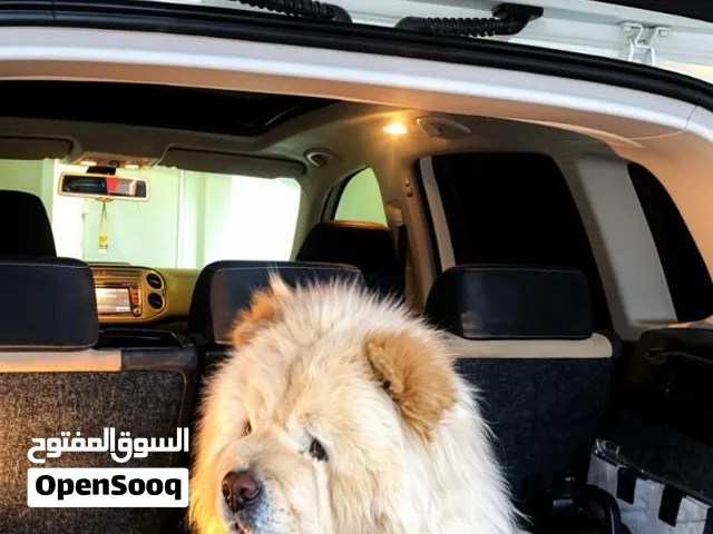 كلبة تشاو تشاو مواصفات ربي يبارك
