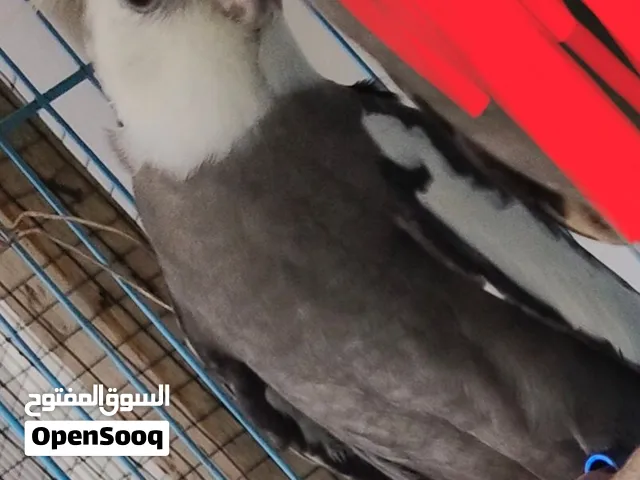 للبيع ذكر كوكتيل جاهز او البدل بانثي اي لون