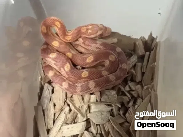 Corn snake Albino motley