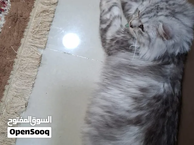 قط  للتبني فقطططط